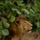 For now, Gir is the last refuge of the Asian lion population. A second home is essential.